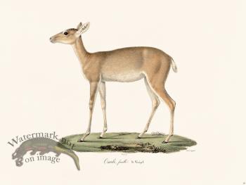 Cuvier 028 Female Urefi